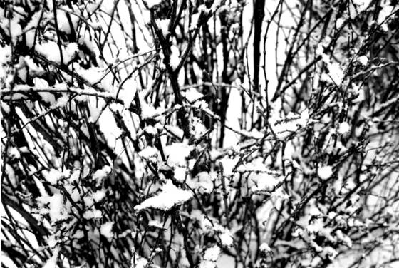 Tapistry_of_branches