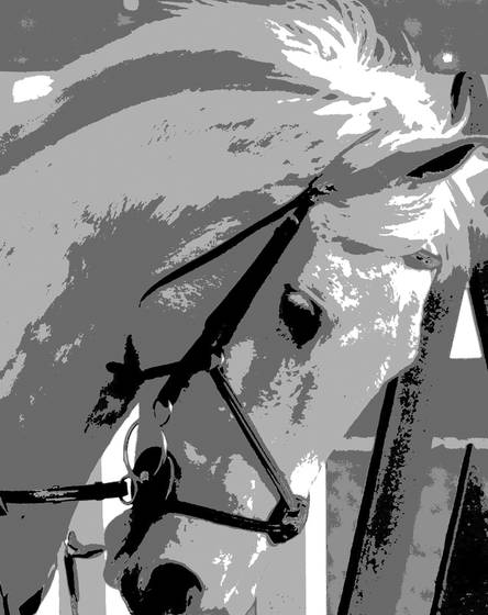 White_horse