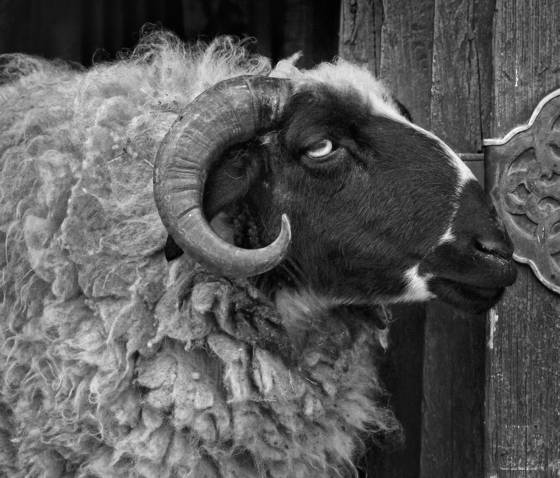 Liberated_ram