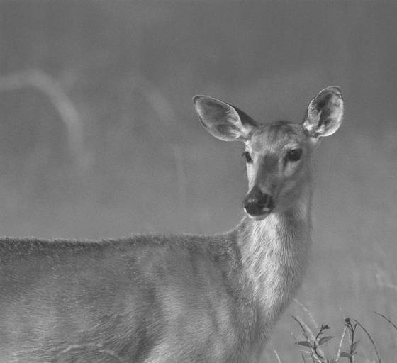 Doe_in_mist