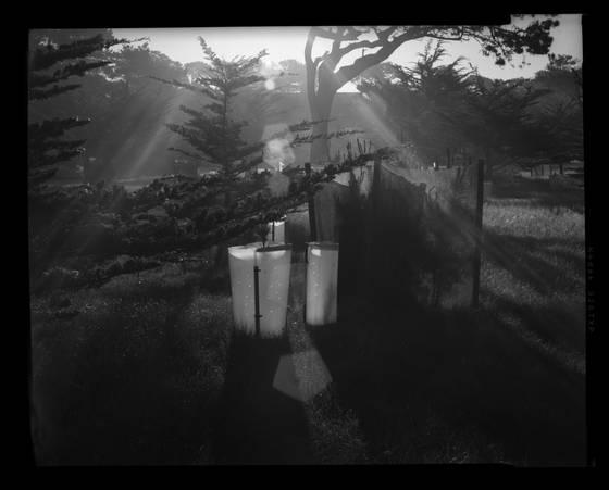 Pine_cages