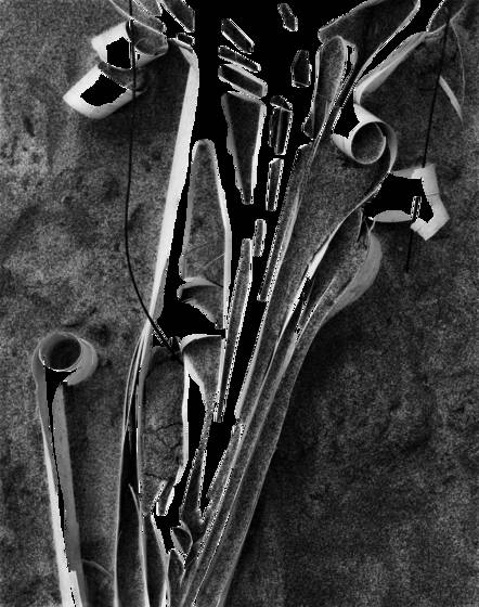 Palm_fronds_and_sand