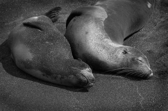 Sleeping_seals