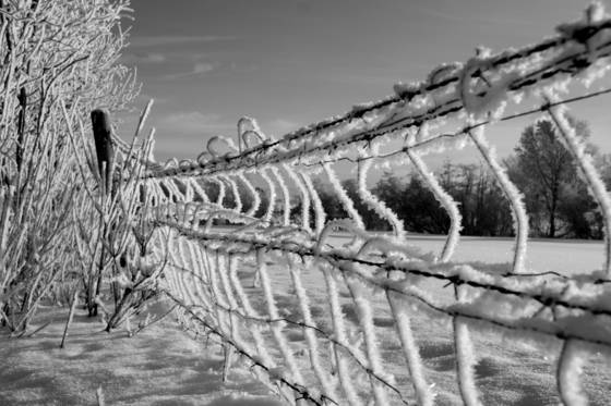 Hoar_frost