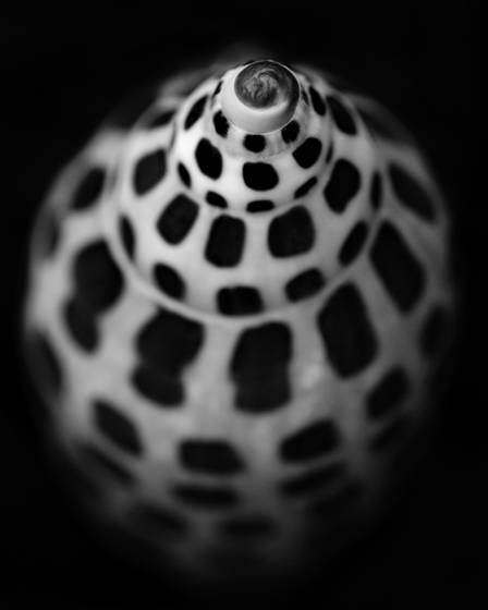 Olive_shell