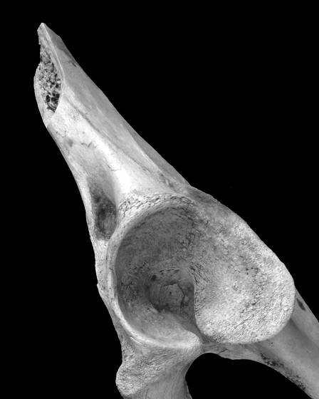Pelke_peter_bones_4