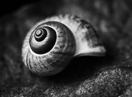 Seashell