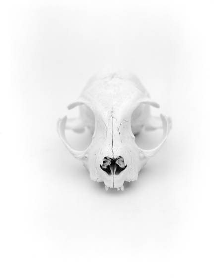Animal_skull