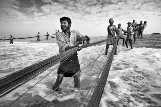 Pulling_out_the_morning_catch