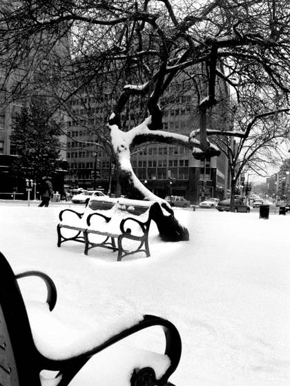 Tree___bench