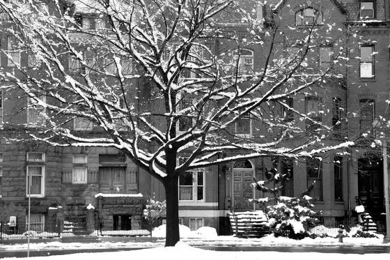 Tree_and_house