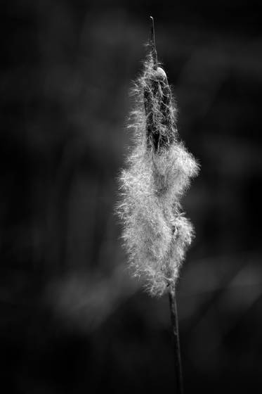 Winter_dance__5