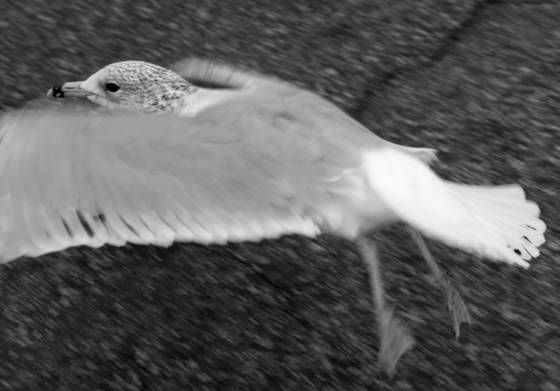Parking_lot_seagull