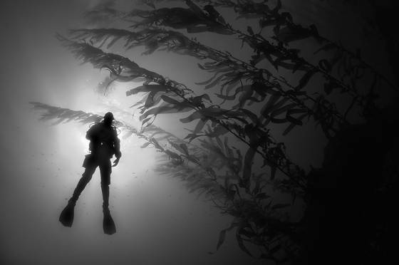 Diver_and_kelp