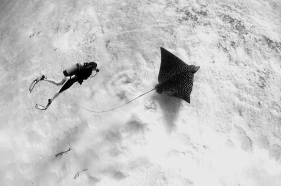 Diver_and_spotted_eagle_ray