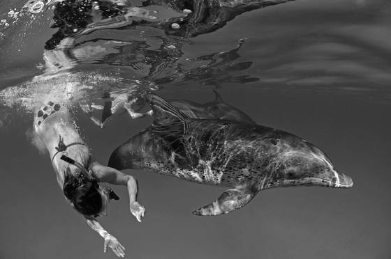 Playing_with_wild_dolphins
