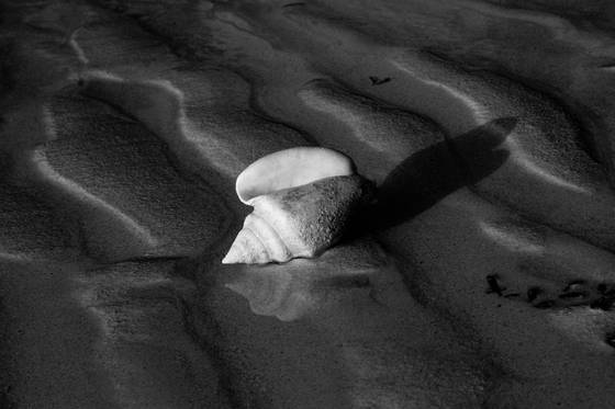 Sea_shell