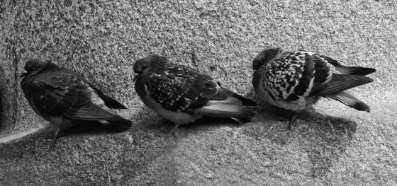 Three_pigeons