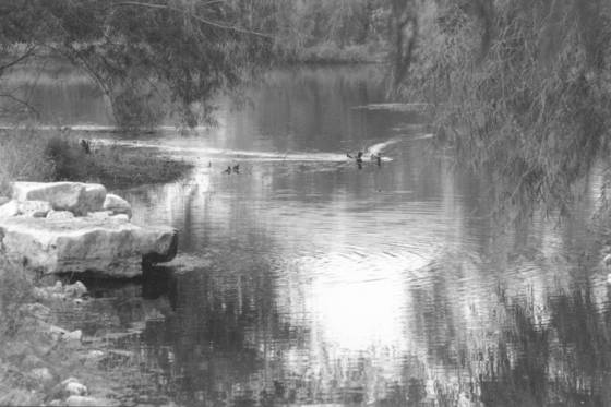 The_pond