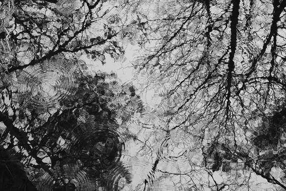 Raindrops