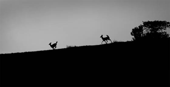Fleeting_horizon