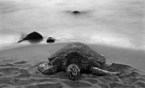 Timelessness