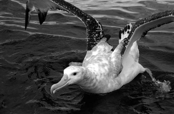 Wandering_albatross