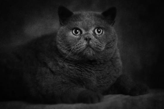 Untitled_11