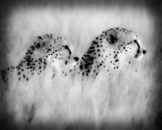 Cheetah_twins