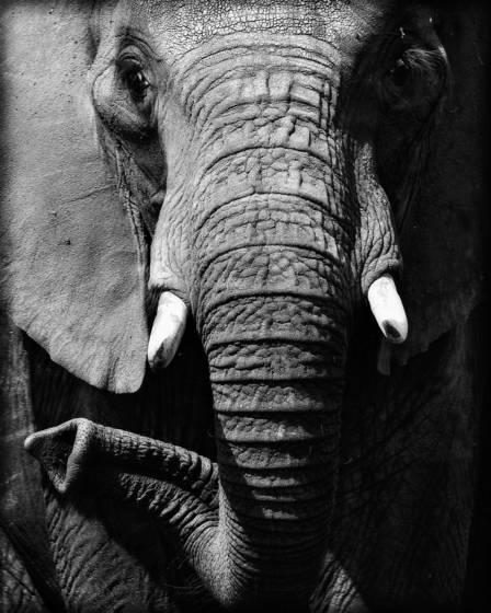 Elephant_trunk_twist