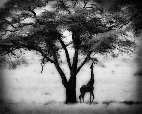 Giraffe_and_tree
