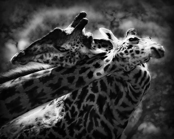 Giraffes_necking
