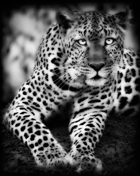 Leopard_cub