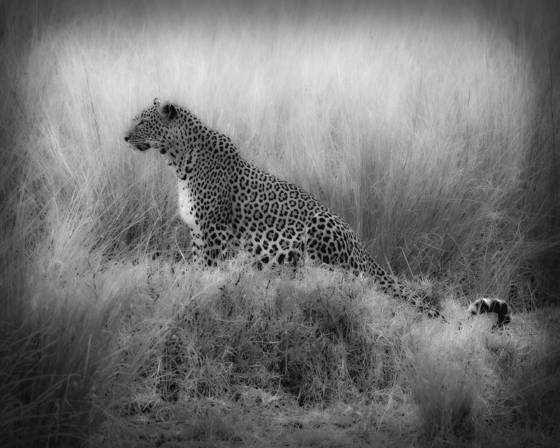 Leopard_in_grass