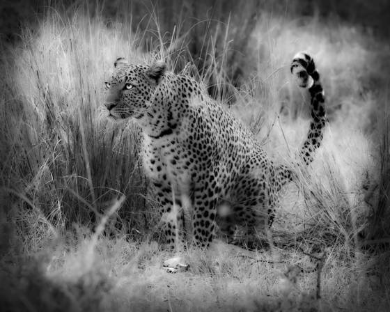 Leopard