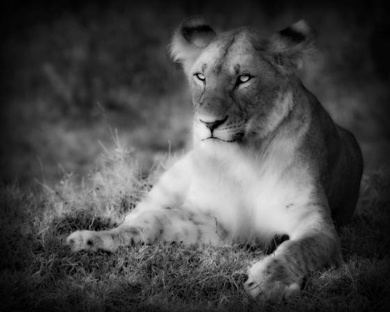 Lioness_1