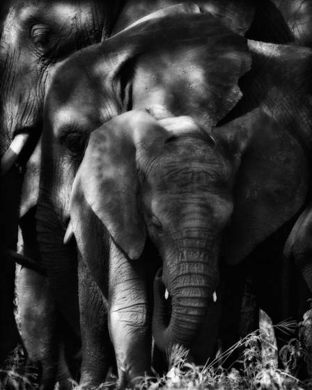 Three_elephants