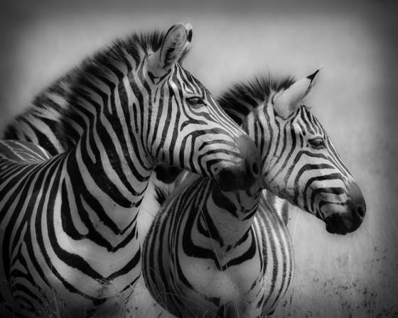 Two_zebras