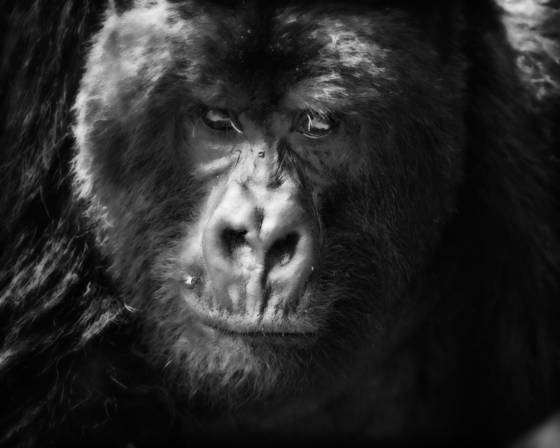 Update_gorilla_stare