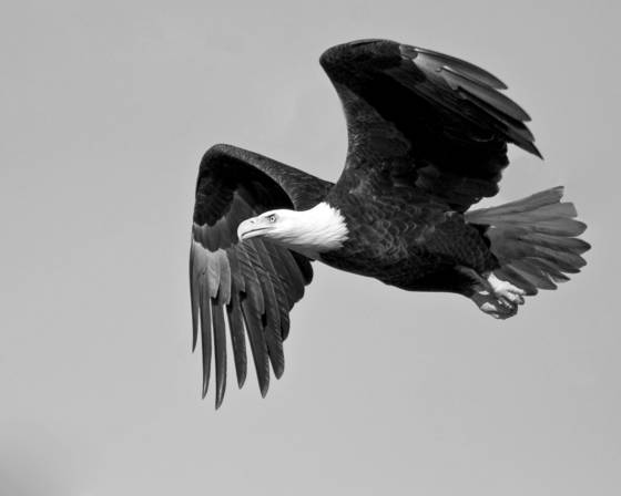 First_in_flight