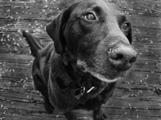 Buster