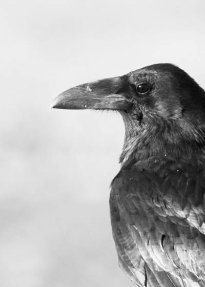 Ravens_portrait