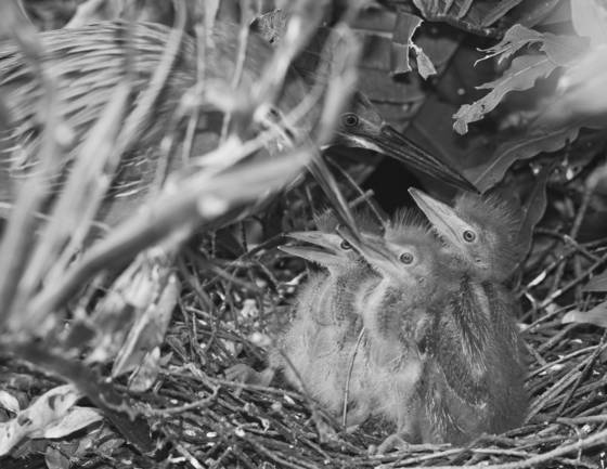 Green_heron_feeding_time