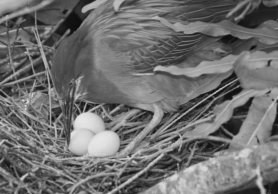 Green_heron_tending_her_nest