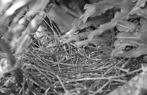 Green_heron_the_cycle_is_complete