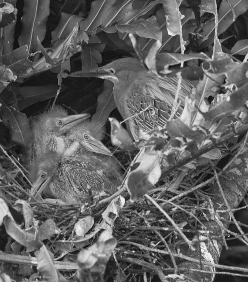 Green_heron_watching_over_her_chicks