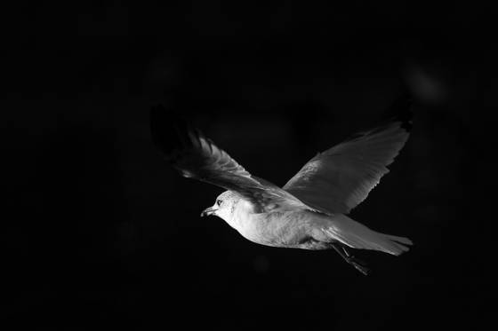 Flight