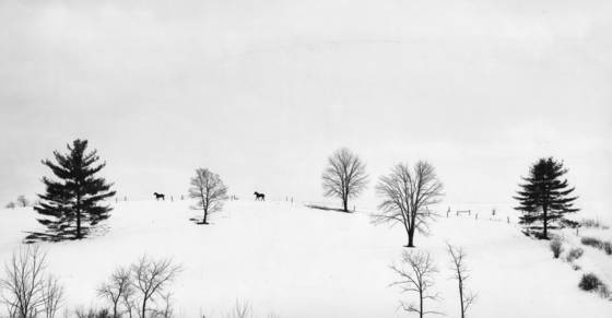 Running_horses