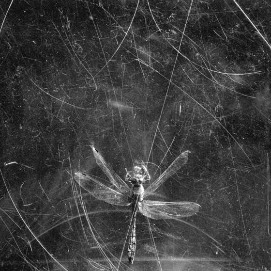 Dragonfly