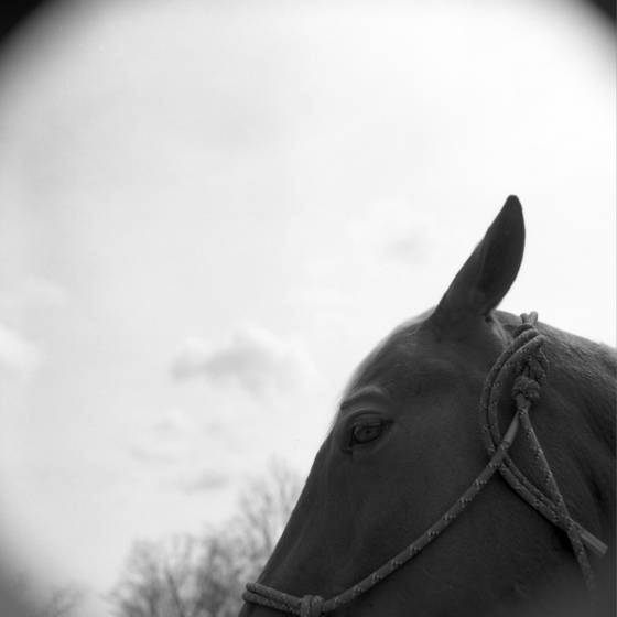 Bodhi_in_the_sky